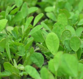 fenugreek leaves breast frozen benefits methi cure anemia breasts ways food magic health enlargement increase remedies hair remedy seeds herbal